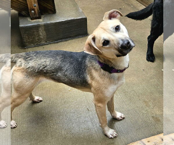 Medium Photo #3 Mutt Puppy For Sale in Chicago, IL, USA