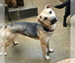 Small #2 Mutt