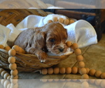 Puppy Klint Cavapoo (Miniature)