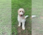 Small Photo #1 Goldendoodle Puppy For Sale in PASADENA, MD, USA
