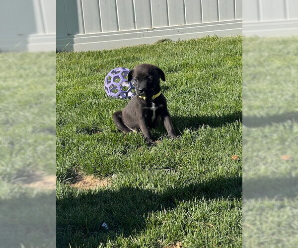 Medium Photo #4 Mutt Puppy For Sale in Sandy, UT, USA