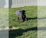 Small #3 Mutt