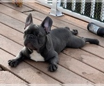 Puppy 2 French Bulldog