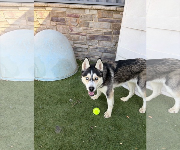 Medium Photo #2 Siberian Husky-Unknown Mix Puppy For Sale in Woodbury, NY, USA