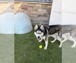 Small #1 Siberian Husky Mix