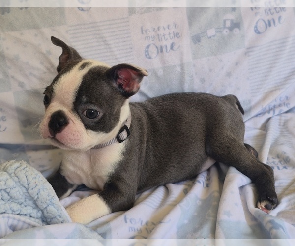 Medium Photo #1 Boston Terrier Puppy For Sale in MINERAL WELLS, WV, USA