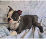 Image preview for Ad Listing. Nickname: Charlie