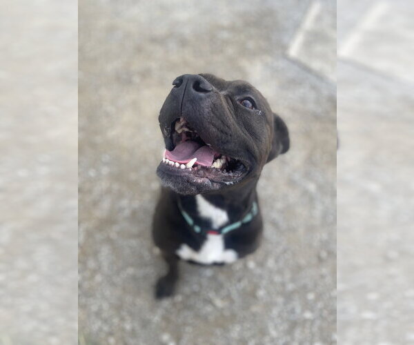 Medium Photo #1 Mutt Puppy For Sale in Evansville, IN, USA