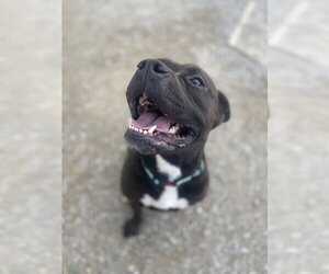 Mutt Dogs for adoption in Evansville, IN, USA