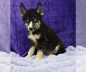 Siberian Husky Puppy for sale in SANDY HOOK, KY, USA