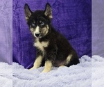 Image preview for Ad Listing. Nickname: Blackie