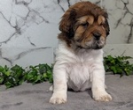 Small Photo #10 Cocker-Pei Puppy For Sale in GOSHEN, IN, USA