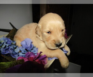Golden Retriever Puppy for sale in DETROIT, MI, USA