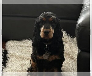 English Cocker Spaniel Dogs for adoption in Redwood City, CA, USA