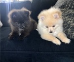 Small #7 Pomeranian