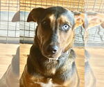 Small #4 Beagle Mix