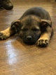 Small Photo #4 German Shepherd Dog Puppy For Sale in BIRMINGHAM, PA, USA
