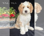 Puppy Tala Australian Labradoodle