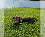 Small #2 Dachshund