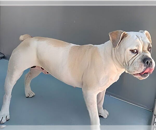 Medium Photo #1 Bulldog Puppy For Sale in Pasadena, CA, USA