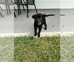 Small German Shepherd Dog Mix