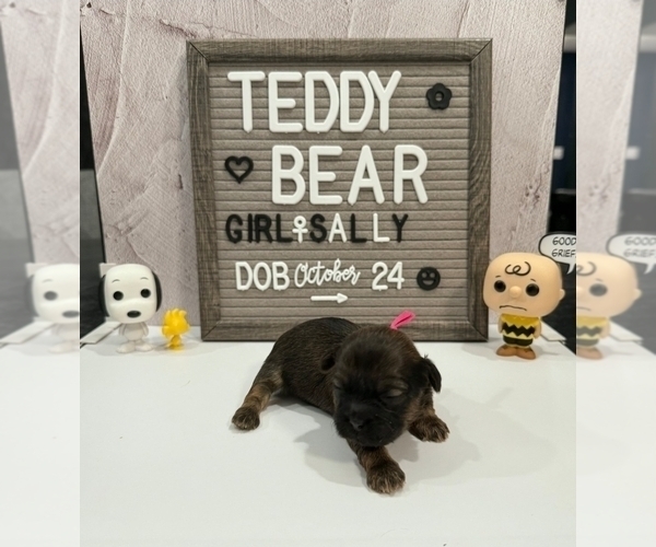 Medium Photo #2 Zuchon Puppy For Sale in NEW YORK MILLS, MN, USA