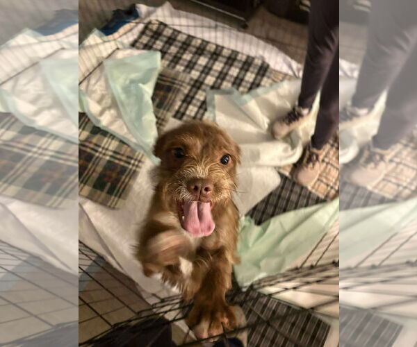 Medium Photo #2 Pekingese-Unknown Mix Puppy For Sale in Westwood, NJ, USA