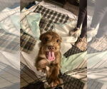 Small #1 Pekingese Mix