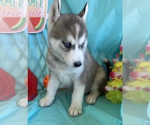 Siberian Husky Puppy for sale in DEARBORN, MO, USA