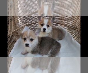 Pembroke Welsh Corgi Puppy for sale in CHINO HILLS, CA, USA