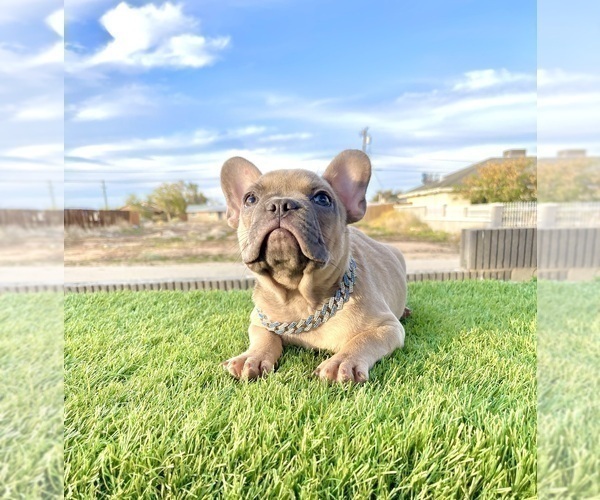 Medium Photo #3 French Bulldog Puppy For Sale in POMONA, CA, USA