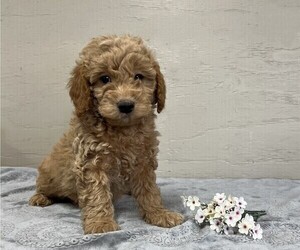 Goldendoodle-Poodle (Miniature) Mix Puppy for sale in COLBY, WI, USA