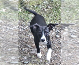 Mutt Dogs for adoption in Olalla, WA, USA