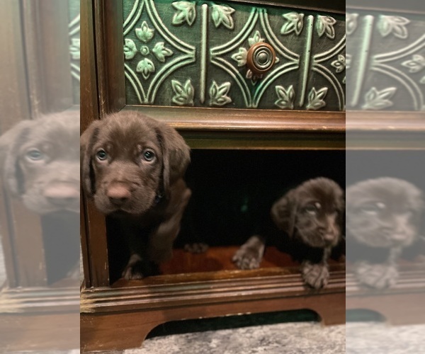Medium Photo #7 Pudel Pointer Puppy For Sale in SIOUX FALLS, SD, USA