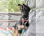Small #1 German Shepherd Dog