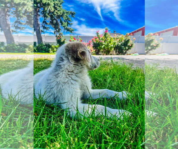 Medium Photo #7 Australian Shepherd-Unknown Mix Puppy For Sale in Sandy, UT, USA