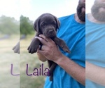Small Photo #12 Labrador Retriever Puppy For Sale in BRIDGEWATER, VA, USA