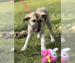 Small #3 German Shepherd Dog-Great Pyrenees Mix