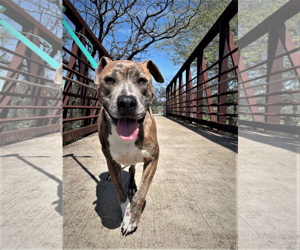 Medium Photo #1 American Staffordshire Terrier-Unknown Mix Puppy For Sale in Denton, TX, USA