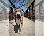 Small American Staffordshire Terrier Mix