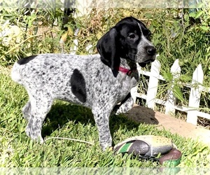 German Shorthaired Pointer Puppy for sale in MORENO VALLEY, CA, USA