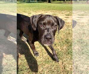 Labrador Retriever-Unknown Mix Dogs for adoption in Holly Springs, NC, USA