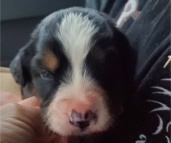 Medium Photo #13 Bernese Mountain Dog Puppy For Sale in LEETONIA, OH, USA