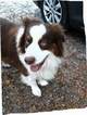 Small Photo #2 Australian Shepherd Puppy For Sale in COOPERSTOWN, NY, USA