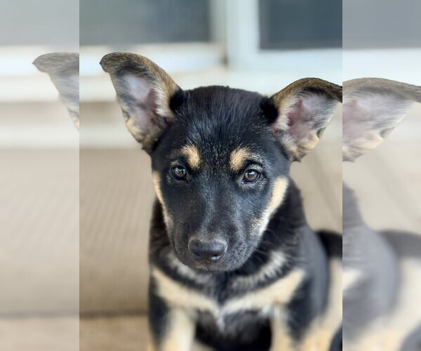 Medium Photo #3 Mutt Puppy For Sale in Sandy, UT, USA