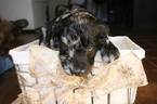 Small Photo #4 Aussiedoodle-Poodle (Standard) Mix Puppy For Sale in ENTERPRISE, AL, USA