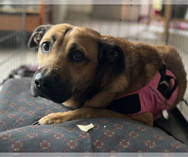 Medium Photo #1 Boxer-Pointer Mix Puppy For Sale in Oakland Park, FL, USA