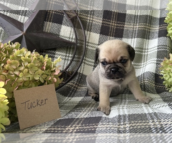 Medium Photo #2 Puggle Puppy For Sale in ELKTON, VA, USA