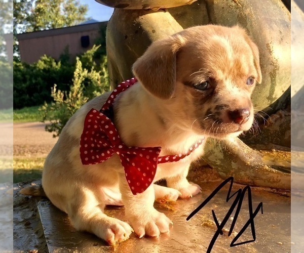 Medium Photo #5 French Bullhuahua Puppy For Sale in YPSILANTI, MI, USA