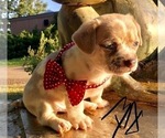 Small Photo #5 French Bullhuahua Puppy For Sale in YPSILANTI, MI, USA